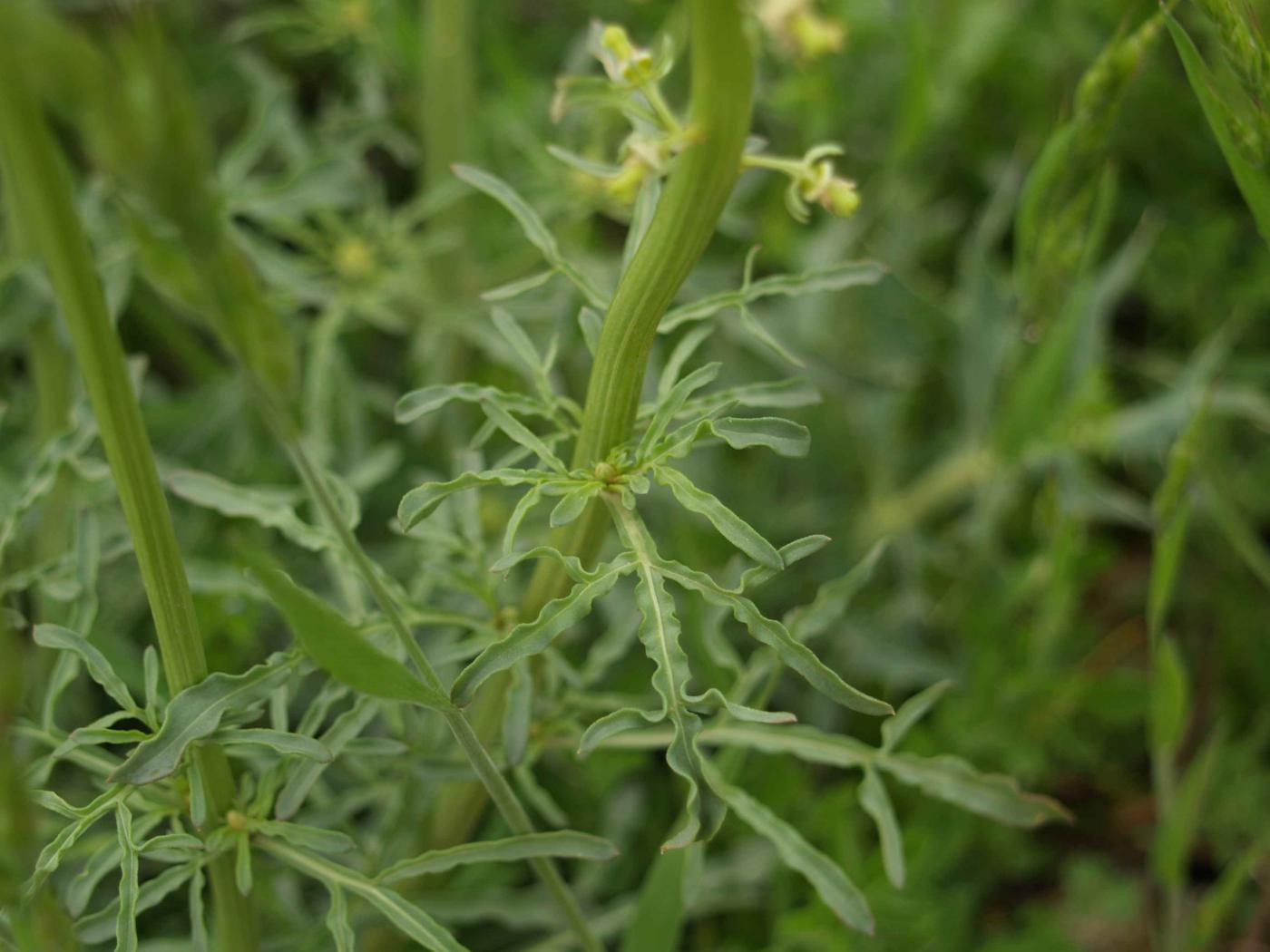 Mignonette, Wild leaf